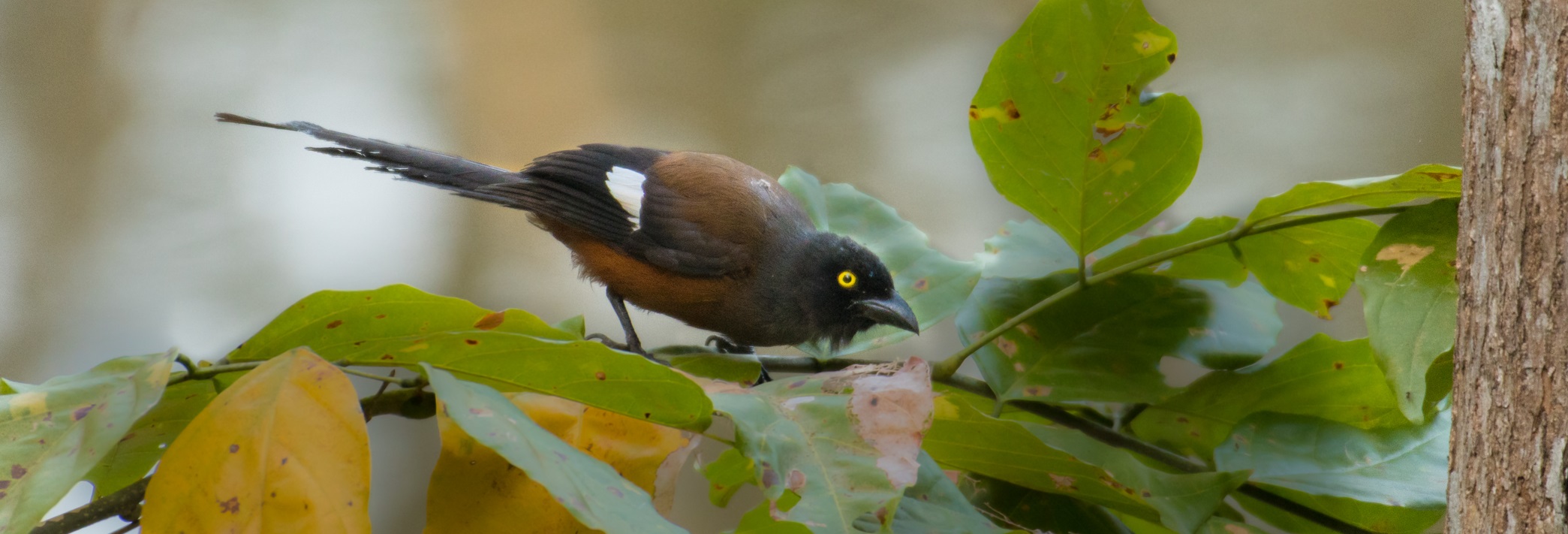Andaman Treepie- Andaman-Shakti-Tribesmen.in1 Andaman Treepie- Andaman-Shakti-Tribesmen.in1