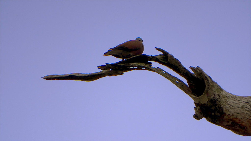 redcollareddove
