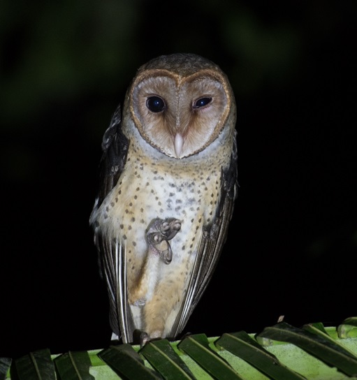 Andaman Barn Owl- Andaman-Shakti-Tribesmen.in3