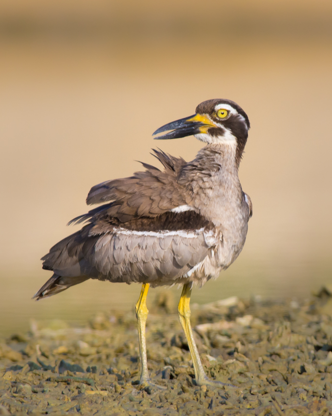 birding in andaman