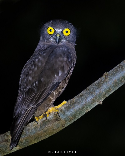 Hume's Hawk Owl-Andaman-Shakti-Tribesmen.in-Birdwatching in South Andaman