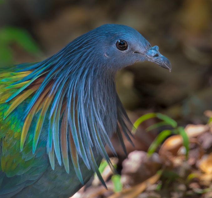 birding in andaman