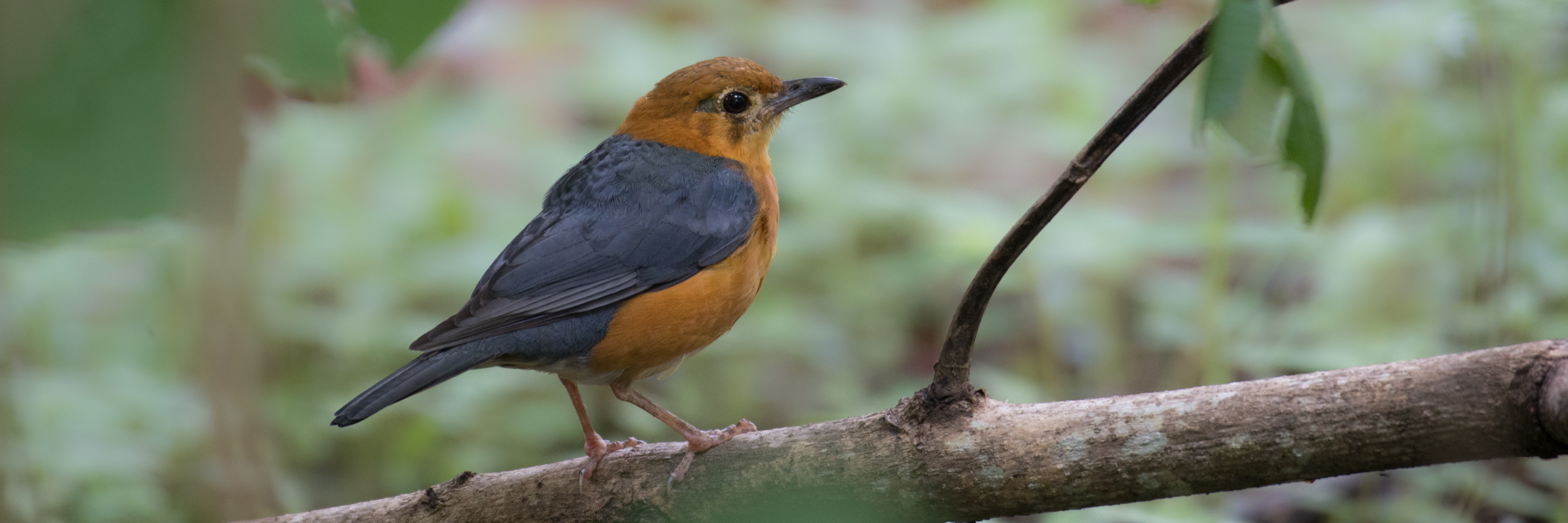 Orange-headed Thrush-Andaman-Shakti-Tribesmen.in-2 Orange-headed Thrush