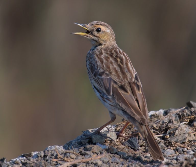 Red-throated Pipit- Andaman-Shakti-Tribesmen.in