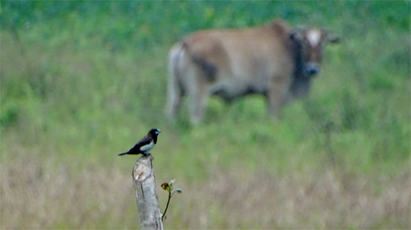 whiterumpedmunia