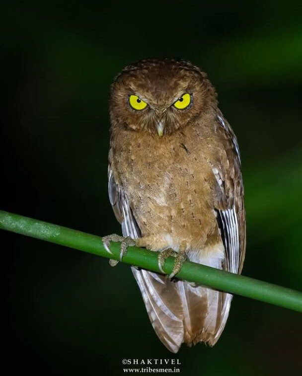 Andaman Scops Owl-Andaman Endemic bird