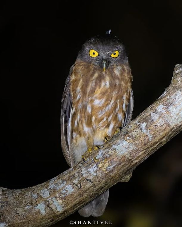 Andaman Hawk-Owl- Endemic birds of Andaman