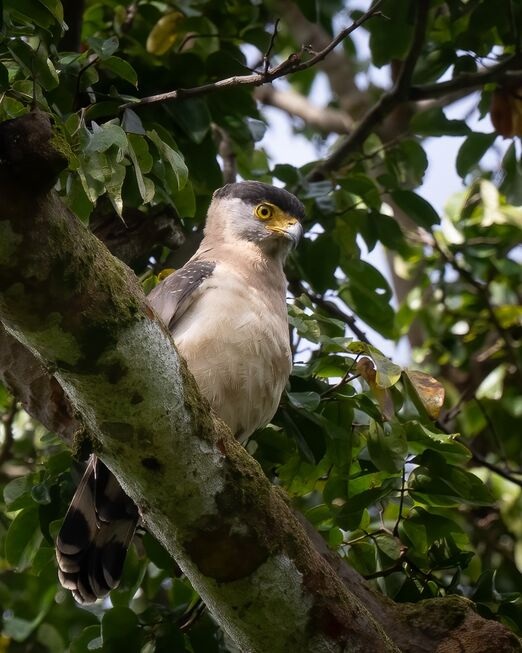 Nicobar Endemics Tour
