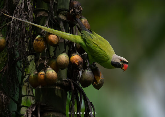 Nicobar Parakeet feeding on arcanuts