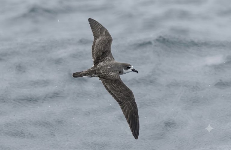 Barau's Petrel at Great Nicobar