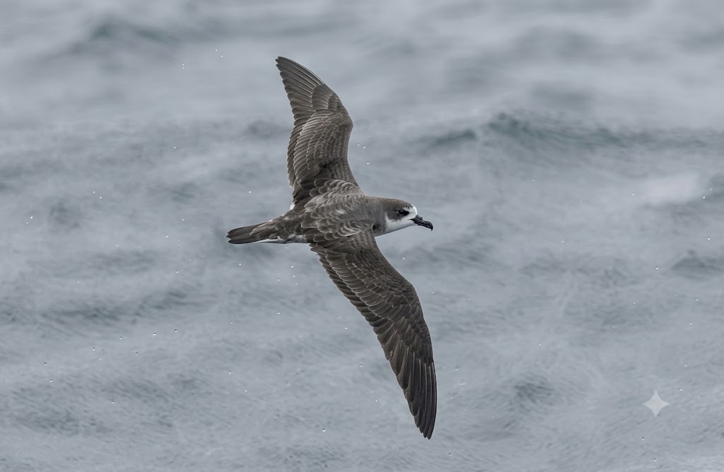 Barau's Petrel at Great Nicobar