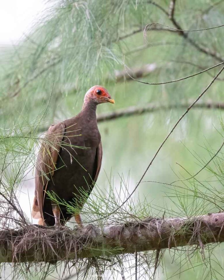 Nicobar Megapode-Nicobar Birdwatching- Birds found in andaman islands