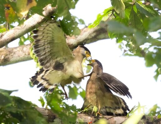Nicobar serpent eagle fighting each other
