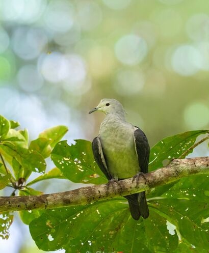 Nicoabar Imperial Pigeon perched at Galathea National Park