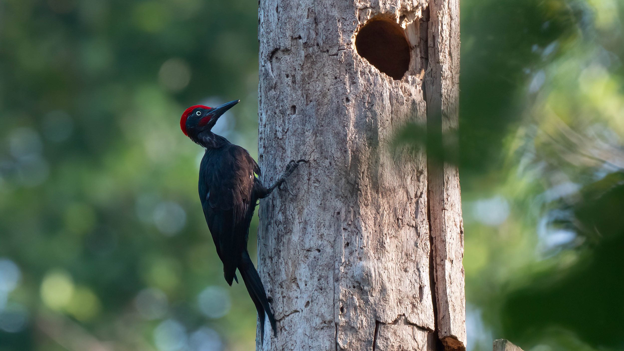 andaman woodpecker photographed while birding in little andaman