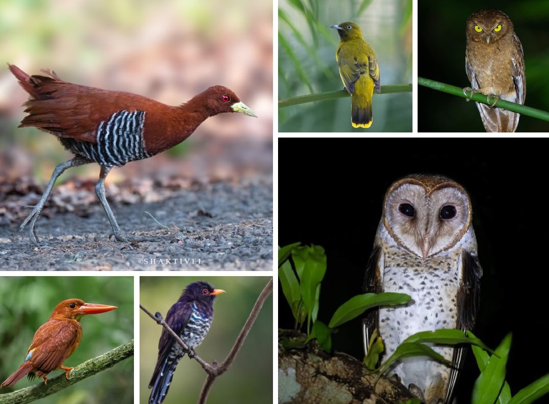 collage of andaman endemic birds taken during birding tour with tribesmen.in