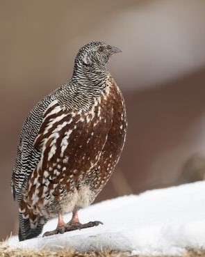 North East India Birding
