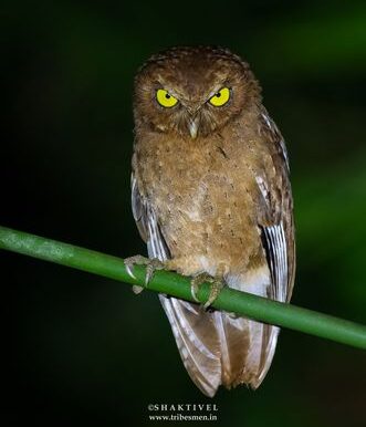 andaman endemics -Andaman Scops Owl