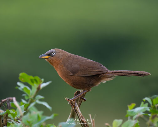south india birding