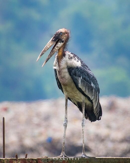 North East India Birding