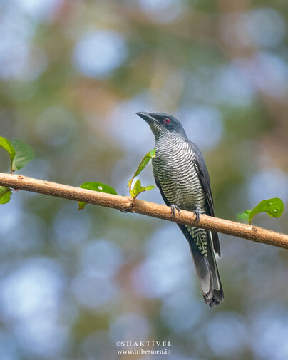 birdwatching in andaman - andaman cuckooshrike