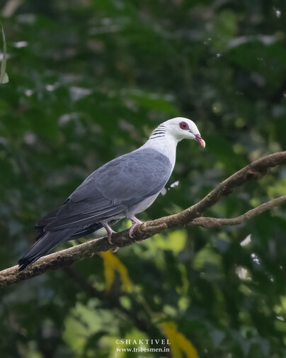 andaman birding tour