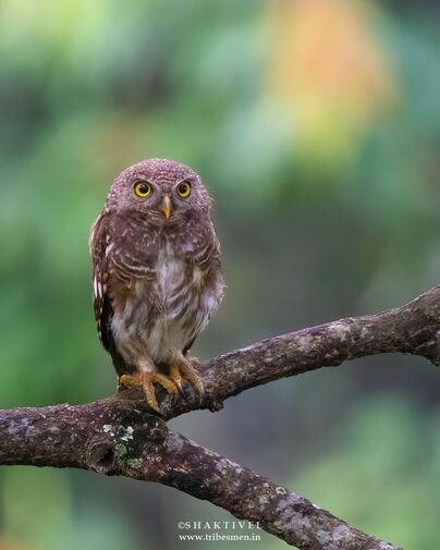 North East India Birding