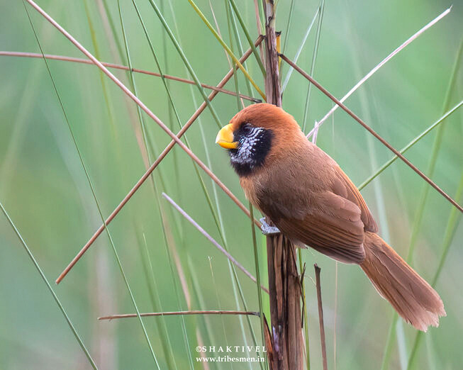 North East India Birding