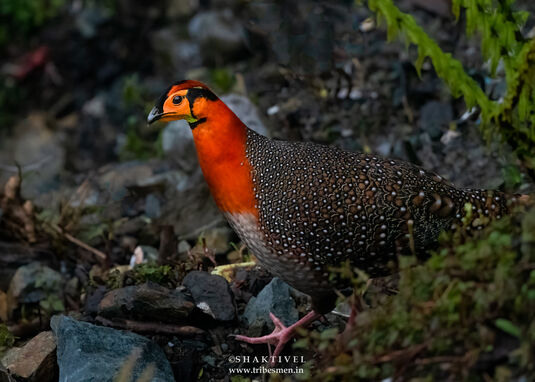 North East India Birding
