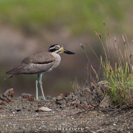 south india birding
