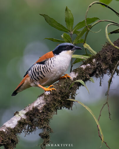 North East India Birding