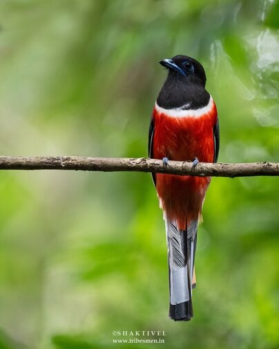 south india birding