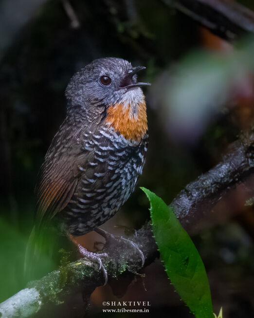 North East India Birding