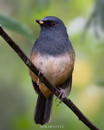 south india birding