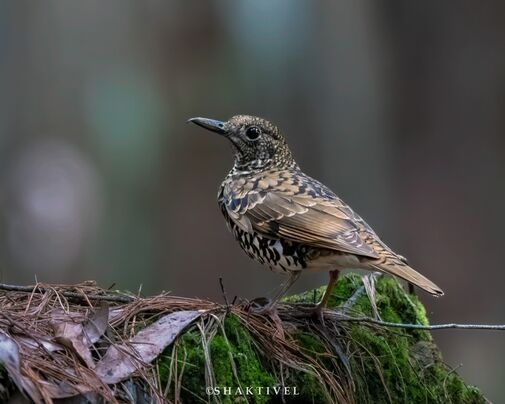 South India birding