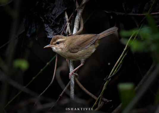 birdwatching in Middle andaman