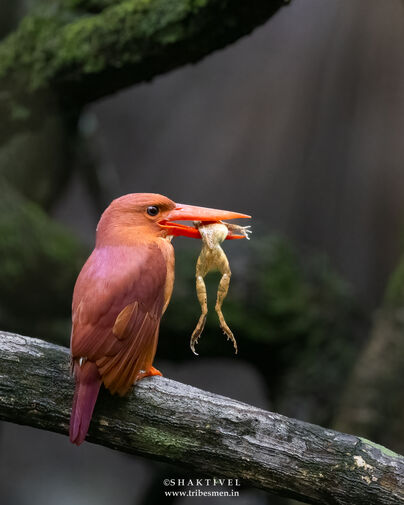 birdwatching in andaman