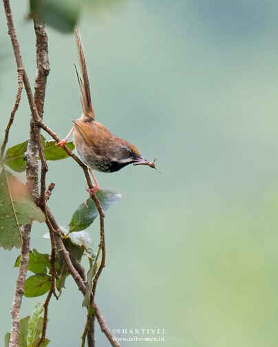 North East India Birding