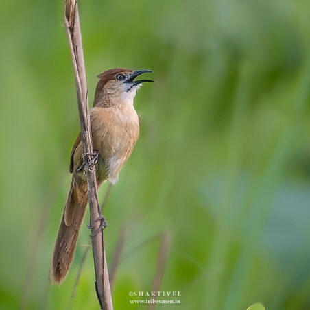 North East India Birding