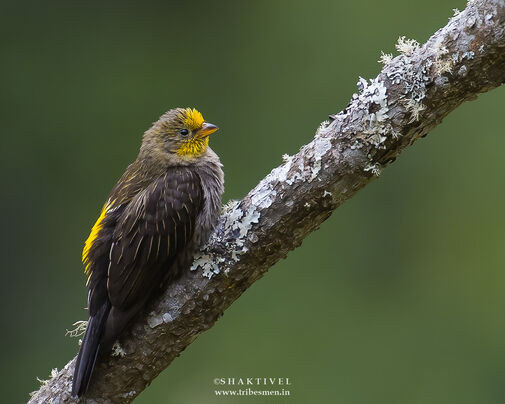 Honeyguide