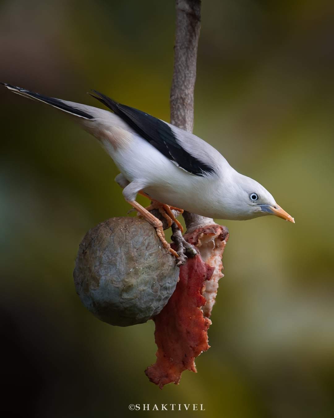 White-headed Starling- Endemic Birds of Andaman & Nicobar