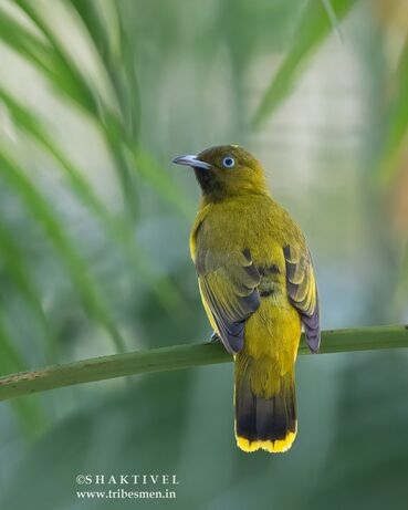 Andaman Bulbul-Endemic Birds of Andaman-Tribesmen.in
