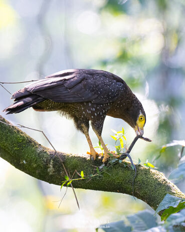 Andaman Serpent Eagle - Endemic birds of Andaman