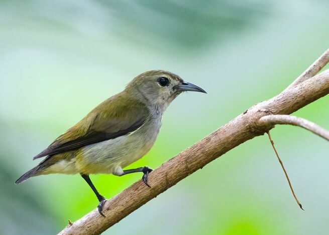 Andaman Flowerpecker- Endemic birds of Andaman