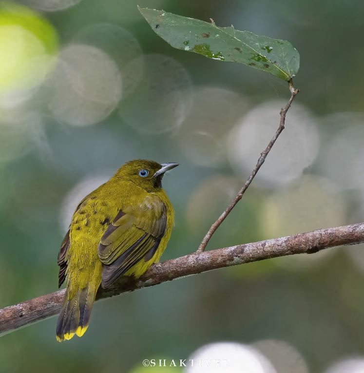 Andaman Day birding tour