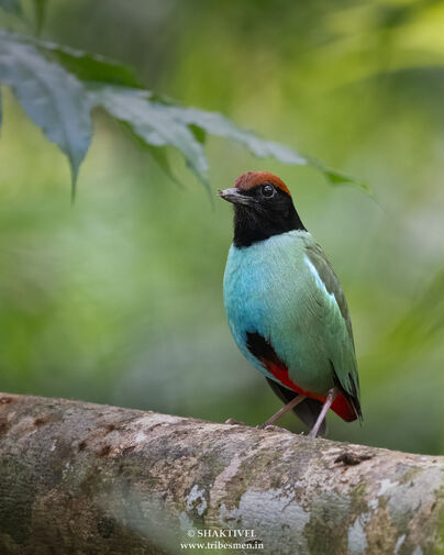 Nicobar Hooded Pitta perched on a branch near Campbell Bay