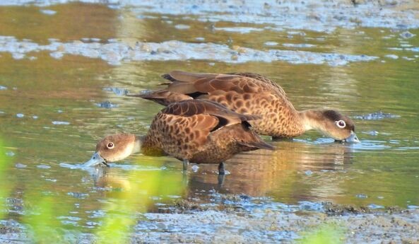 Andaman teal feeding at sippighat wetlands