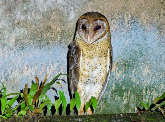 Andaman Masked Owl at South Andaman