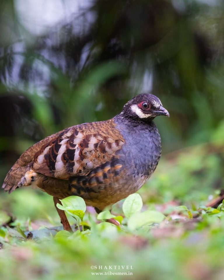 Malaysia Birding Tour- Malayan Partridge