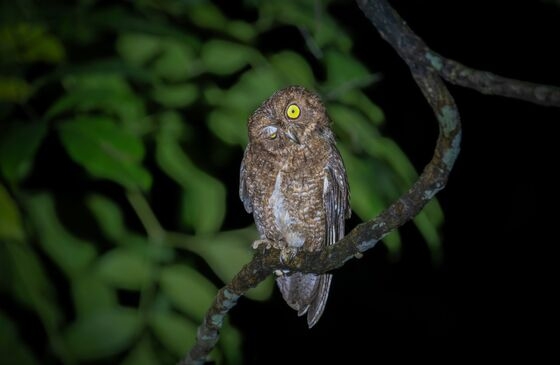 Nicobar scops owls perched at great nicobar biosphere reserve